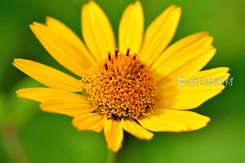 Heliopsis helianthides / Oxeye雏菊花